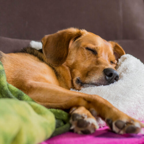 Homeoffice für Hundehalter