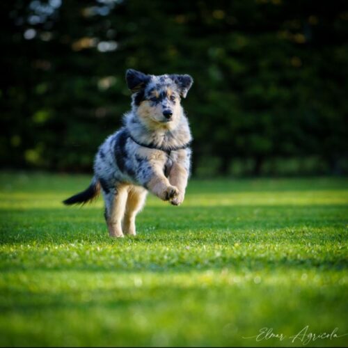 Bilder aus dem Hundetraining – Abruf mit Ablenkung